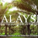 Khám phá câu chuyện dầu cọ từ MALAYSIA!